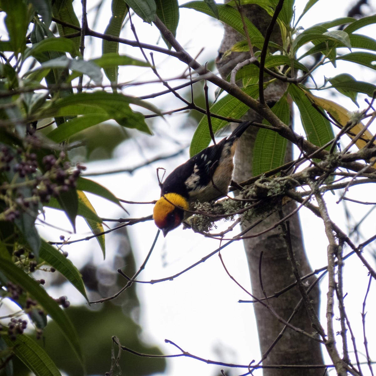 Flame-faced Tanager - ML611750742