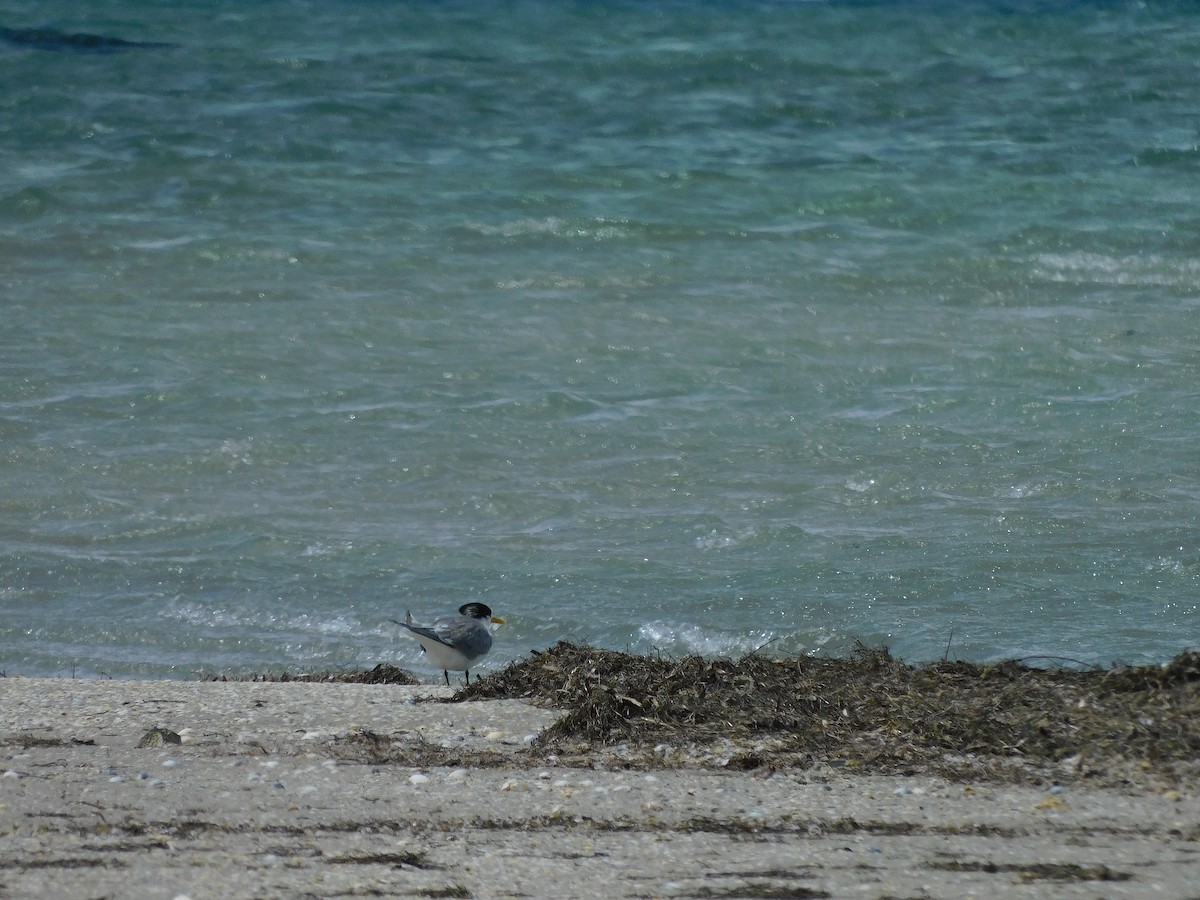 Great Crested Tern - ML611750783
