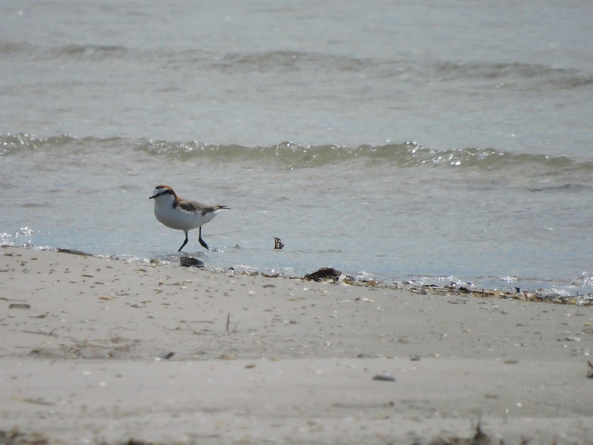 Red-capped Plover - ML611750911