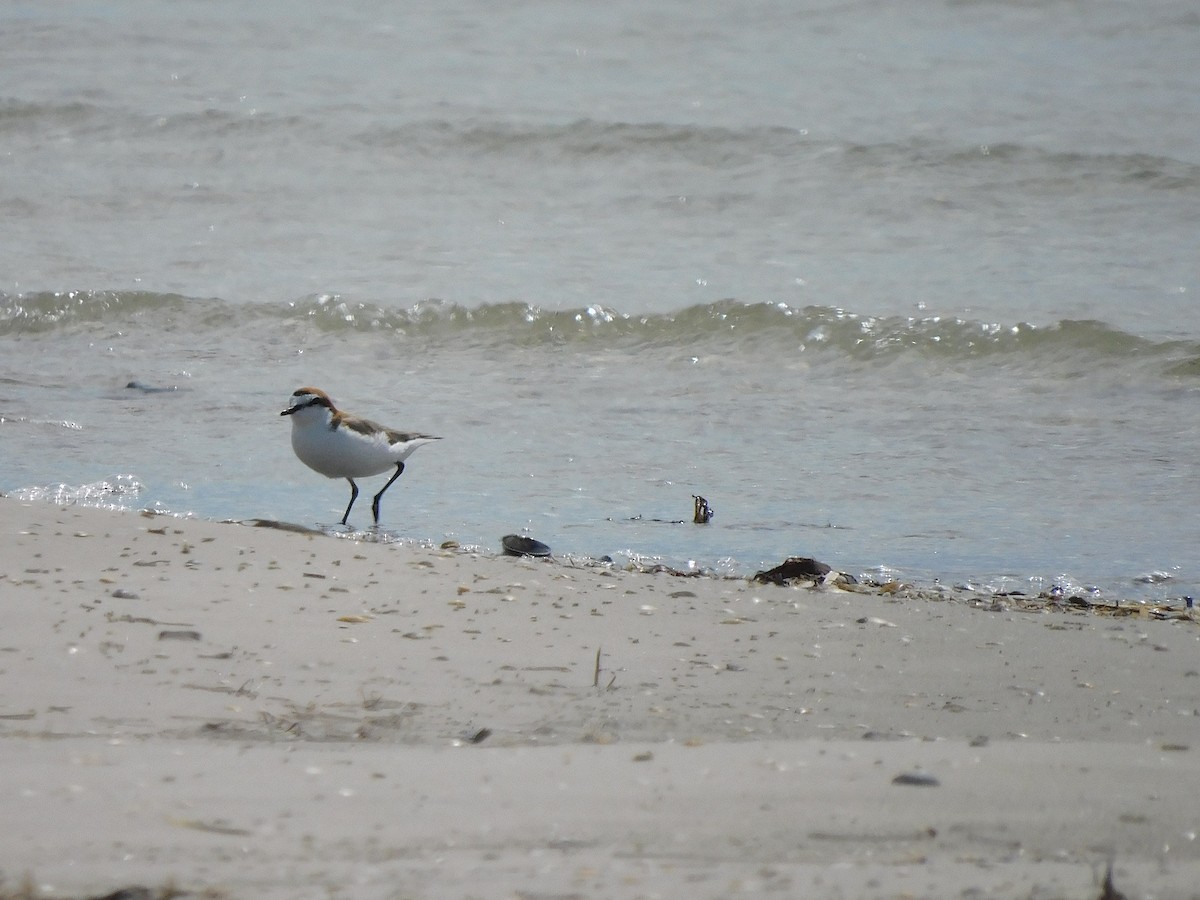Red-capped Plover - ML611750912