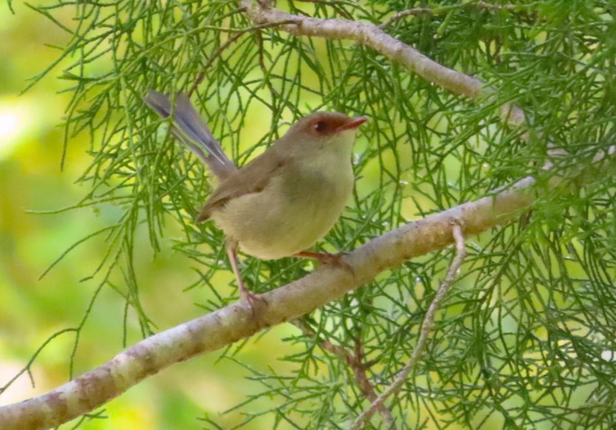 Superb Fairywren - ML611751010