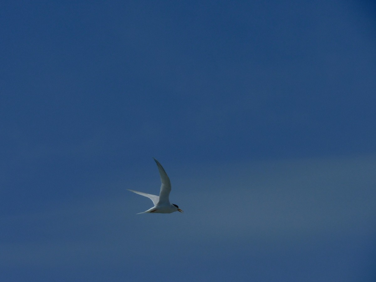 Australian Fairy Tern - ML611751017