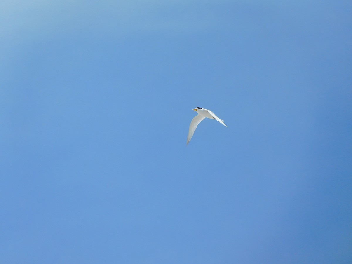Australian Fairy Tern - ML611751022