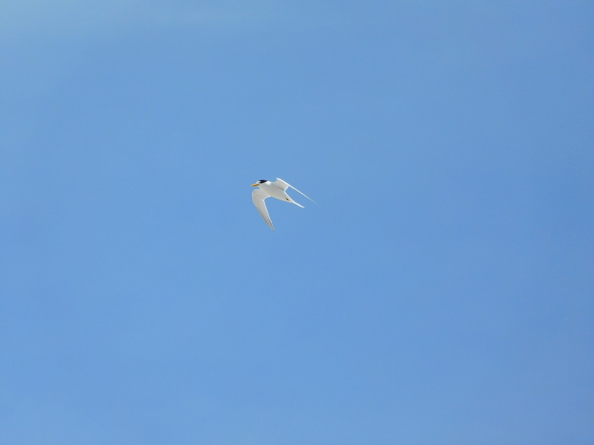 Australian Fairy Tern - ML611751033