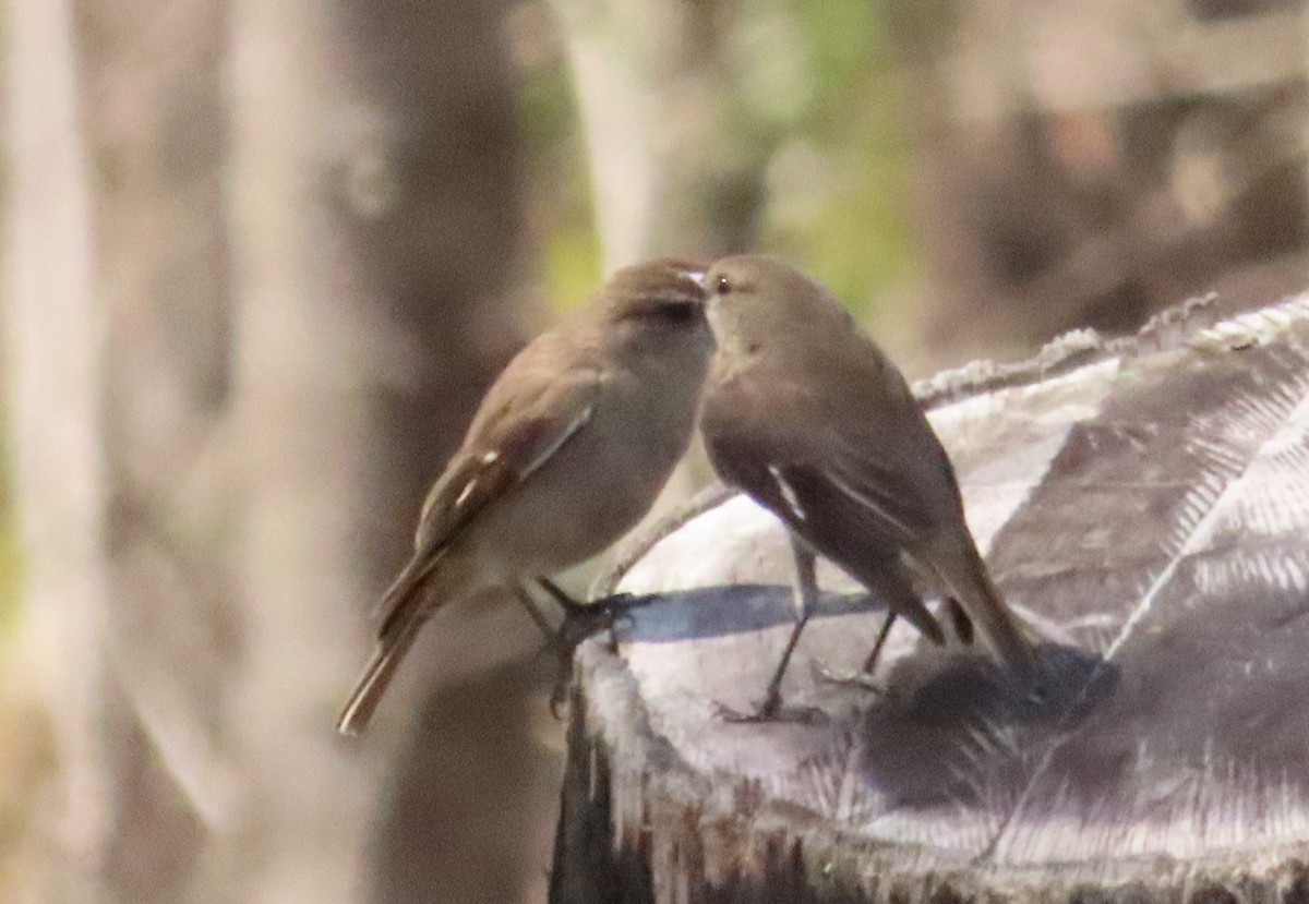 Dusky Robin - ML611751049