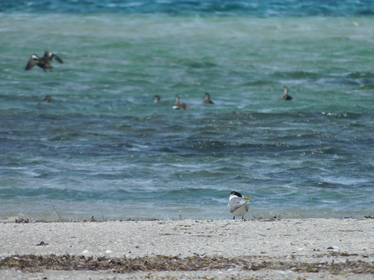 Great Crested Tern - ML611751210