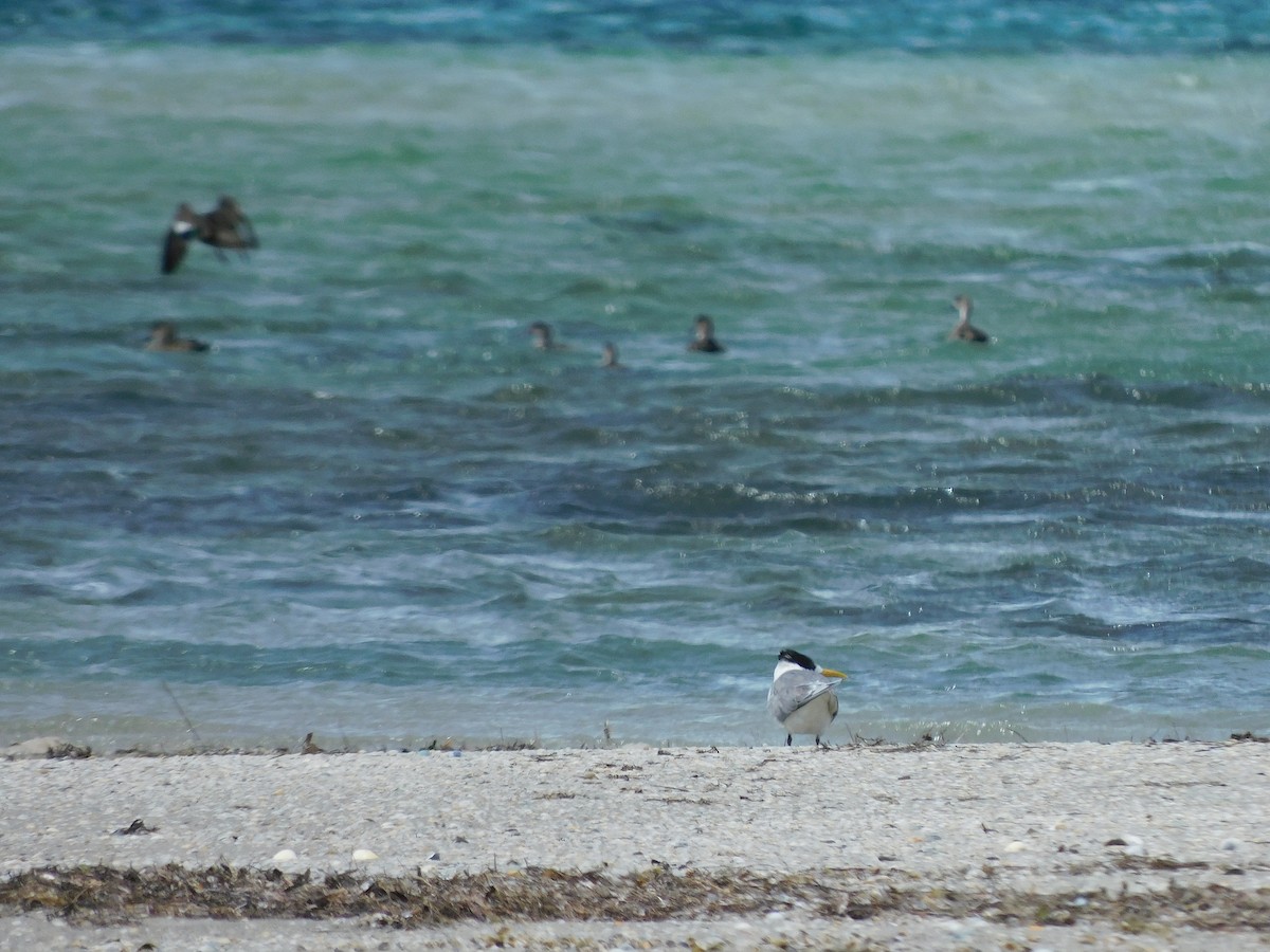 Great Crested Tern - ML611751211