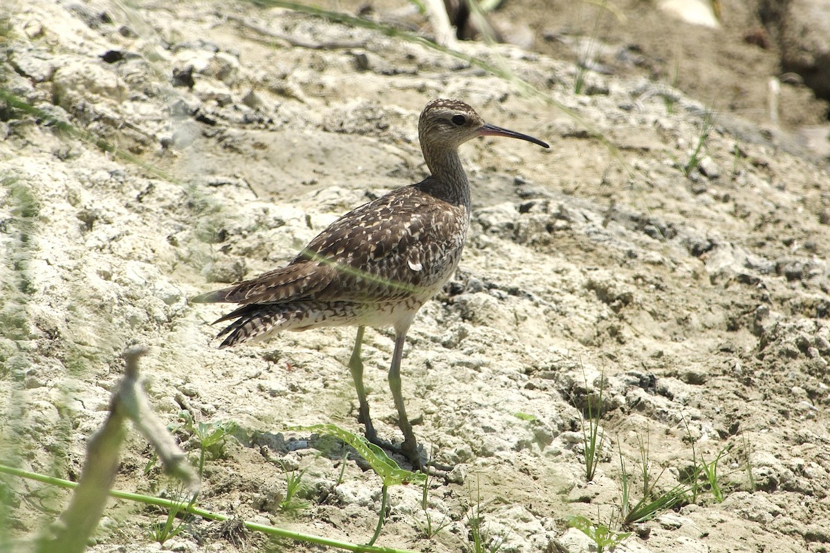 Little Curlew - ML611751299