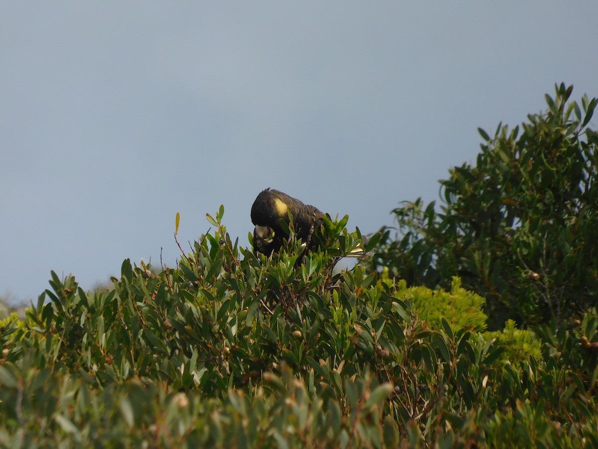 Yellow-tailed Black-Cockatoo - ML611751309