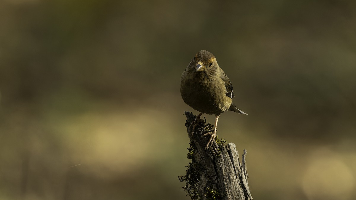 Spectacled Finch - ML611751476