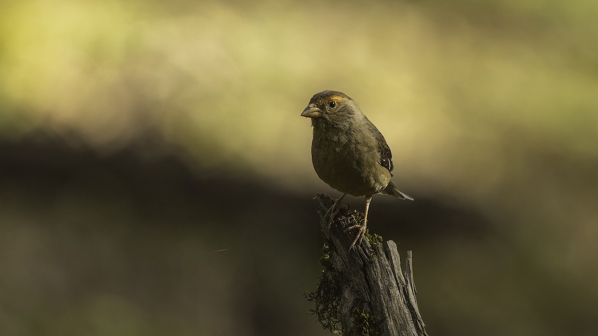 Spectacled Finch - ML611751485
