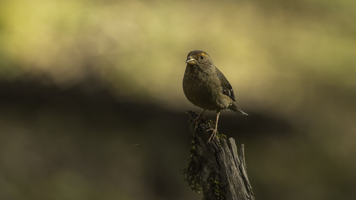 Spectacled Finch - ML611751486