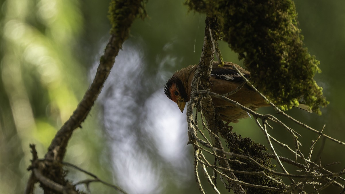 Spectacled Finch - ML611751488