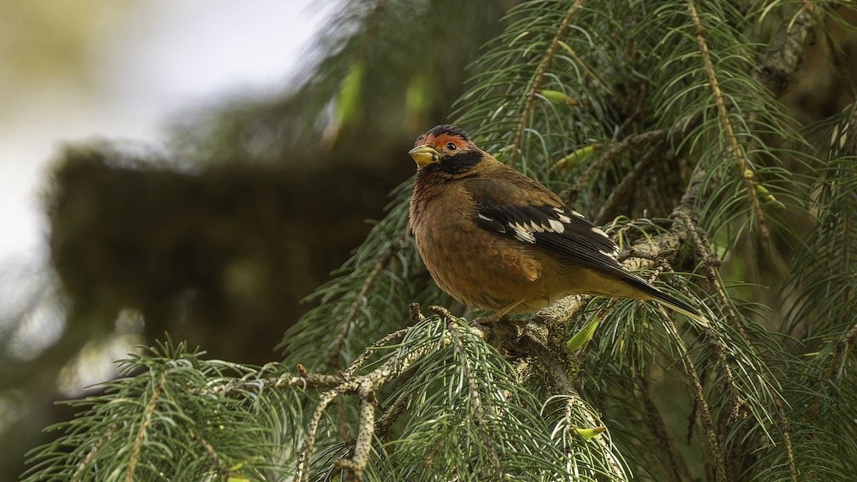 Spectacled Finch - ML611751490