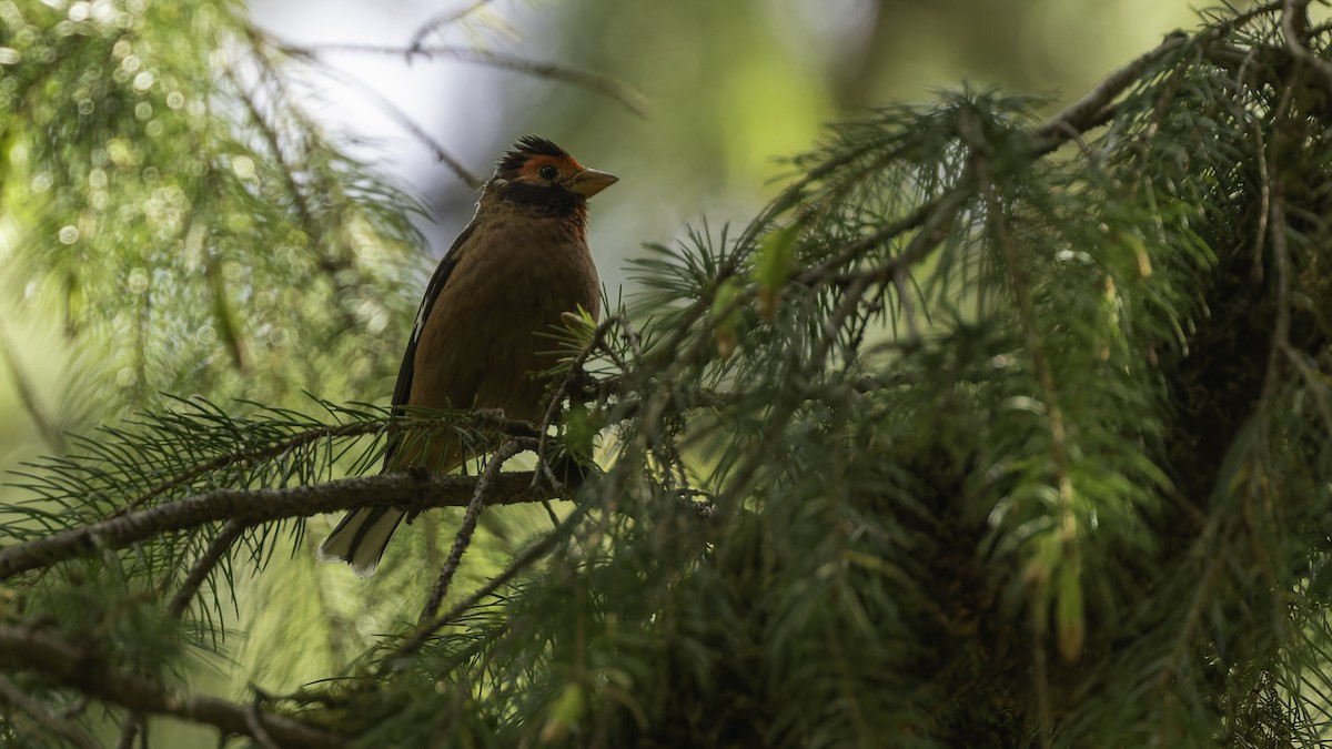 Spectacled Finch - ML611751491