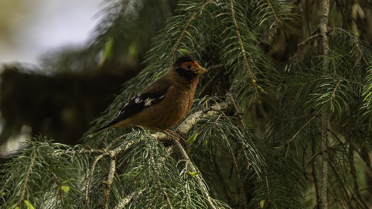Spectacled Finch - ML611751708