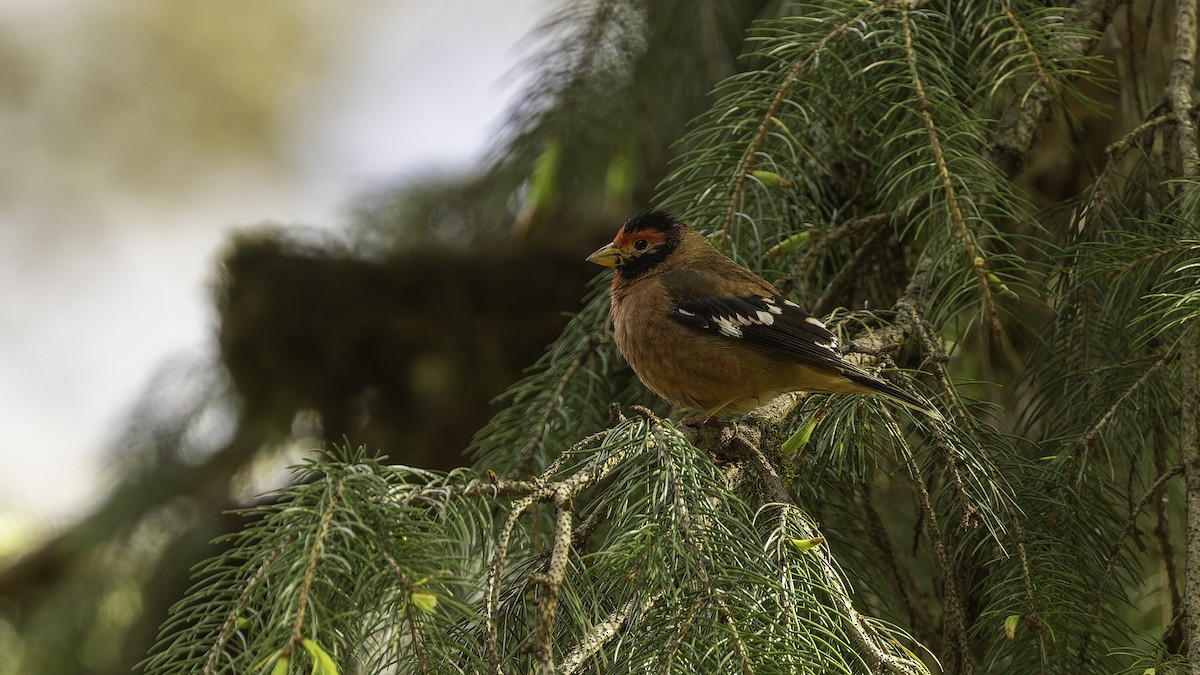 Spectacled Finch - ML611751722