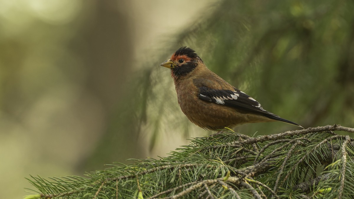 Spectacled Finch - ML611751745