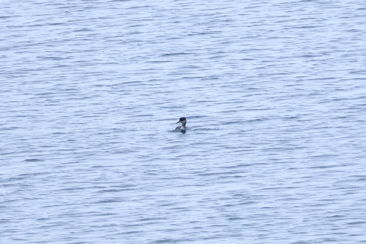 Red-necked Grebe - ML611751810