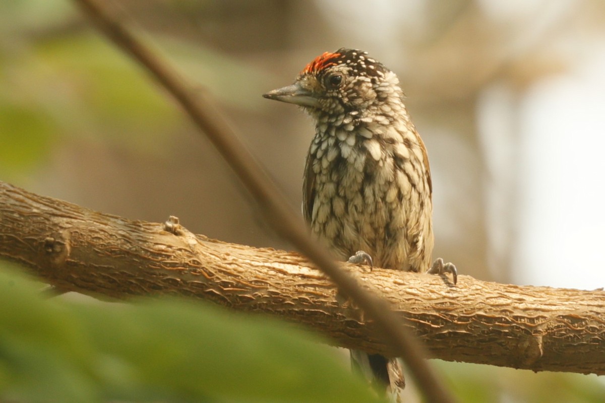 Ocellated Piculet - ML611751984