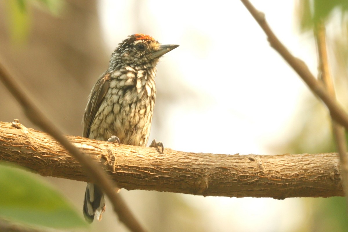 Ocellated Piculet - ML611751985