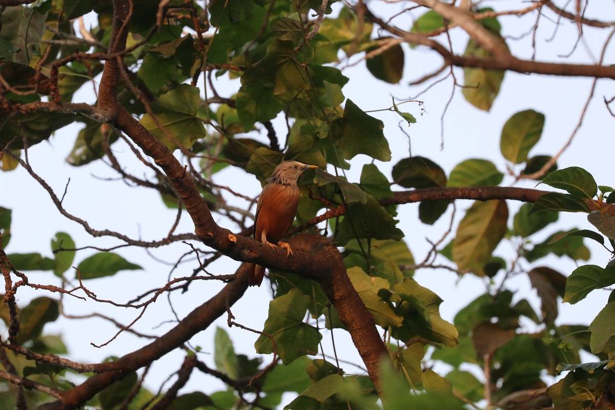 Chestnut-tailed Starling - ML611752594