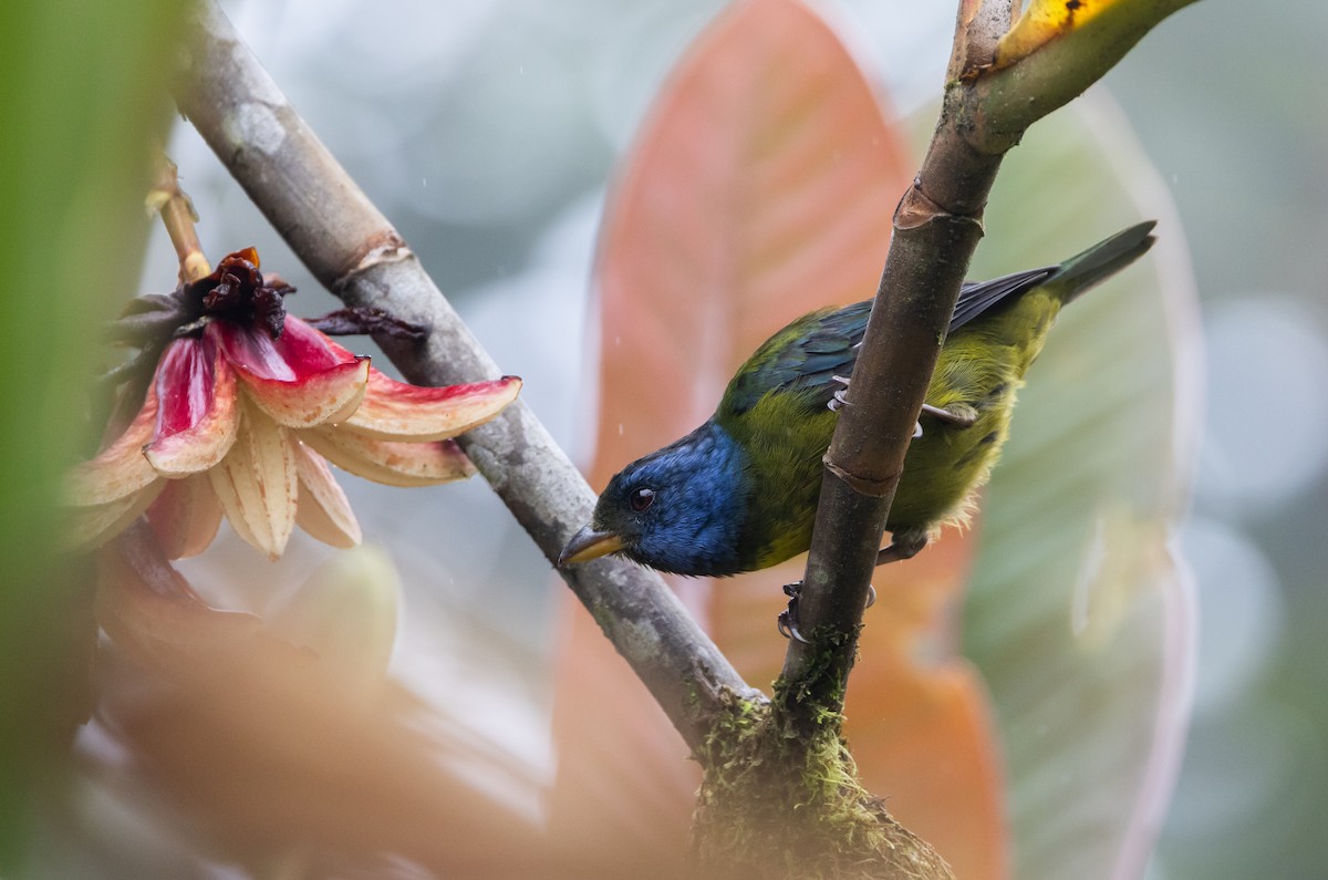 Moss-backed Tanager - ML611752825