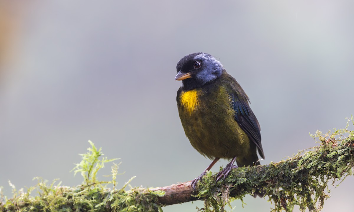 Moss-backed Tanager - ML611752828