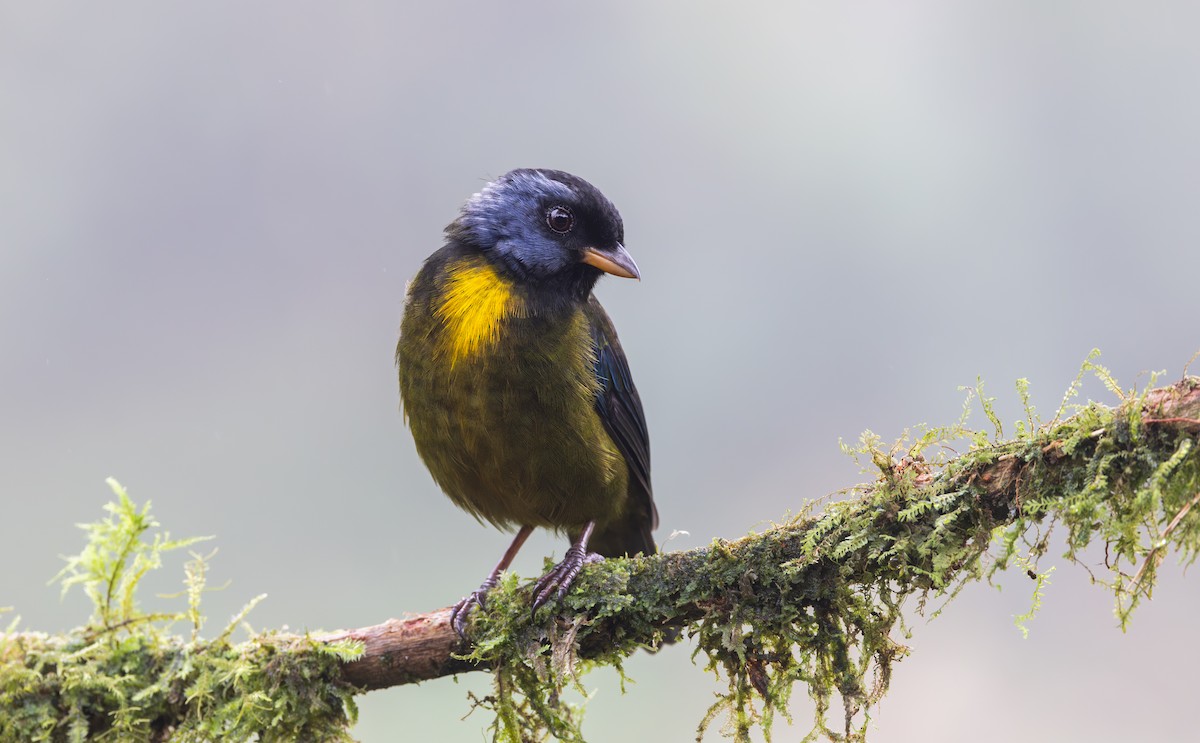 Moss-backed Tanager - ML611752829