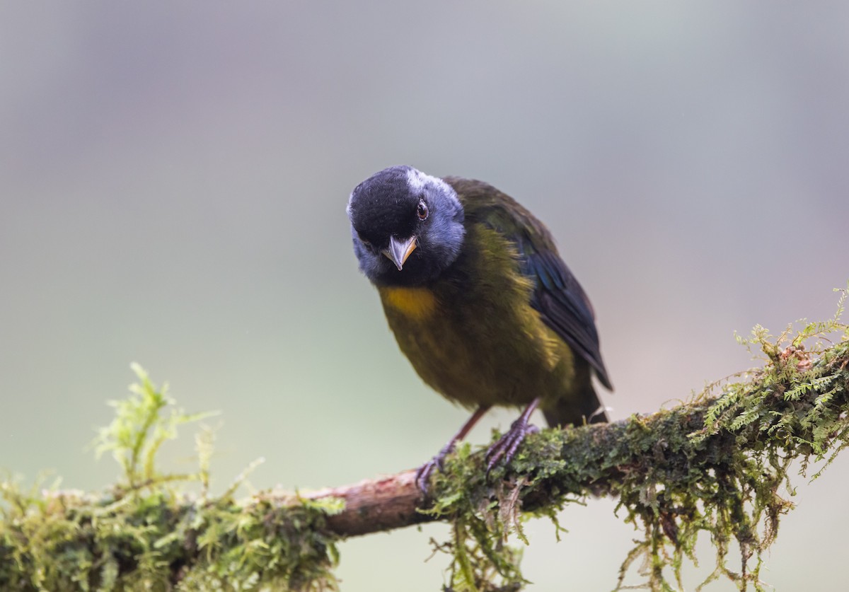Moss-backed Tanager - ML611752830