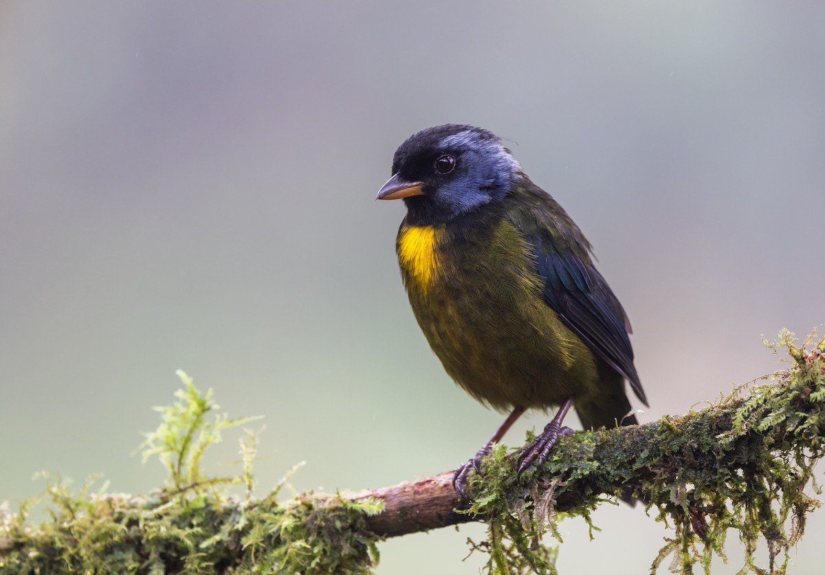 Moss-backed Tanager - ML611752831