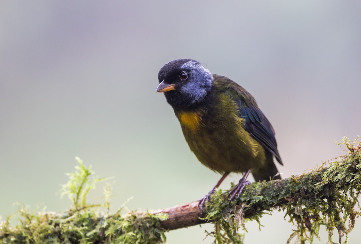 Moss-backed Tanager - ML611752832