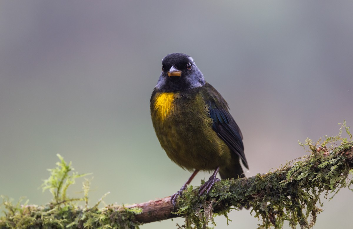 Moss-backed Tanager - ML611752833