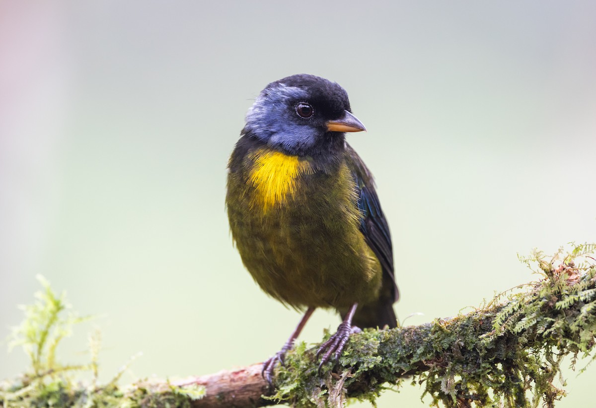 Moss-backed Tanager - ML611752834