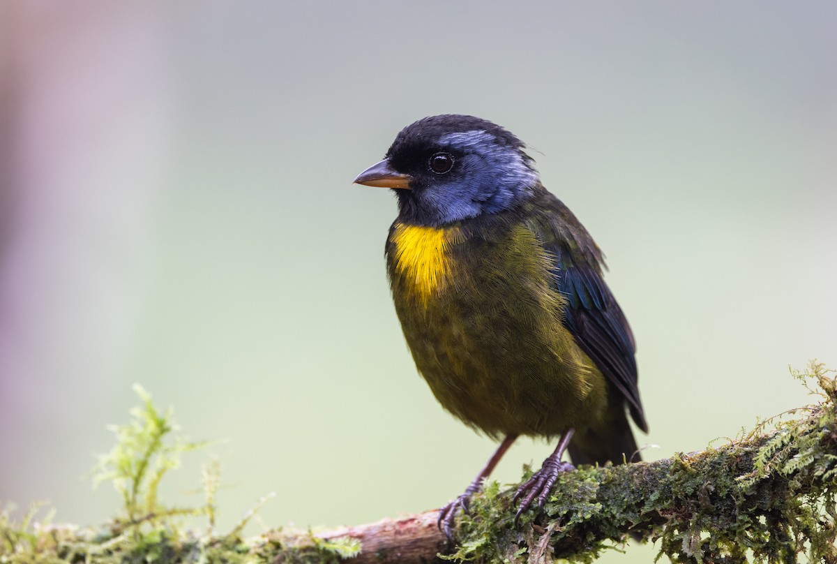Moss-backed Tanager - ML611752835