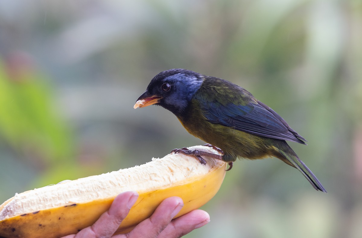 Moss-backed Tanager - ML611752838