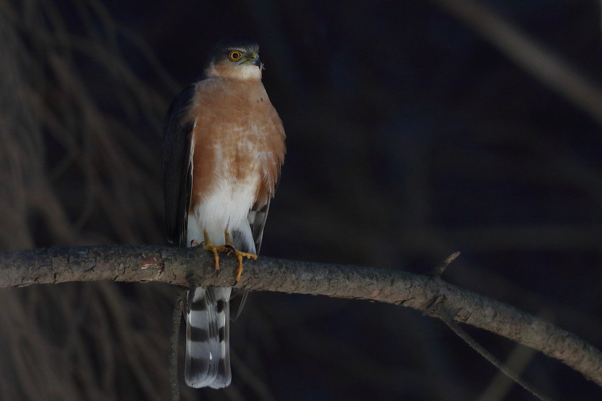 Rufous-breasted Sparrowhawk (Rufous-breasted) - ML611753041
