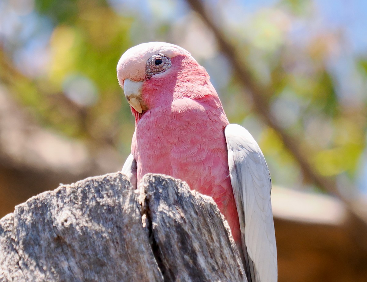 Galah - ML611753165