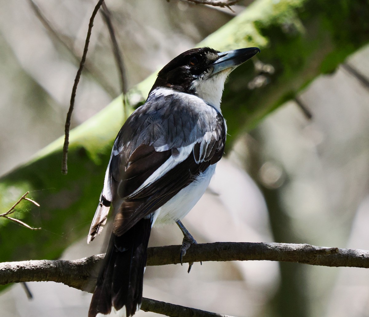 Gray Butcherbird - ML611753169