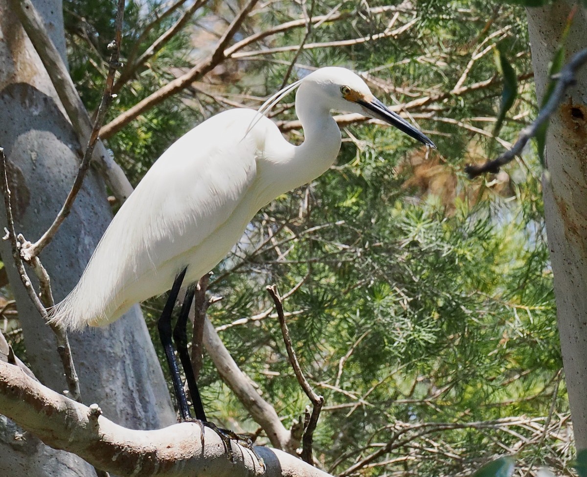 Little Egret (Australasian) - ML611753237