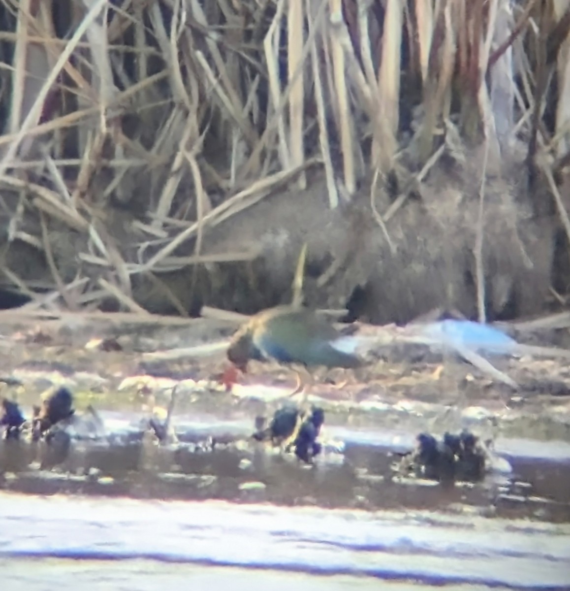 Ebird Checklist Nov Braddock Bay West Spit Species Other Taxa