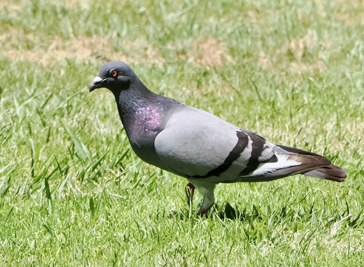 Rock Pigeon (Feral Pigeon) - ML611753398