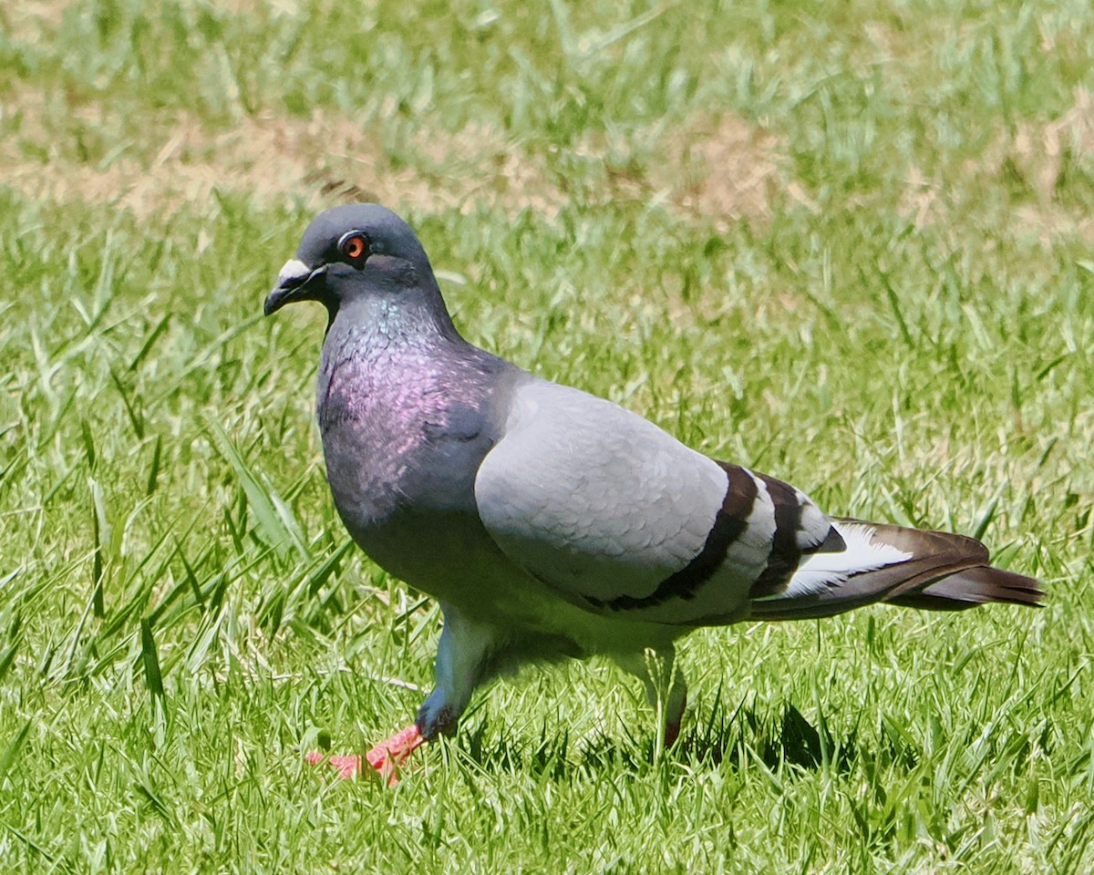 Rock Pigeon (Feral Pigeon) - ML611753399