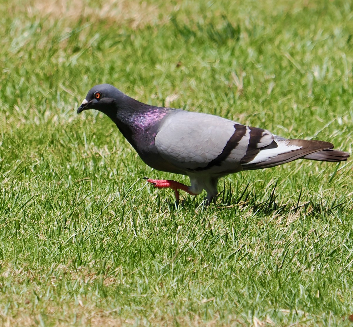 Rock Pigeon (Feral Pigeon) - ML611753400