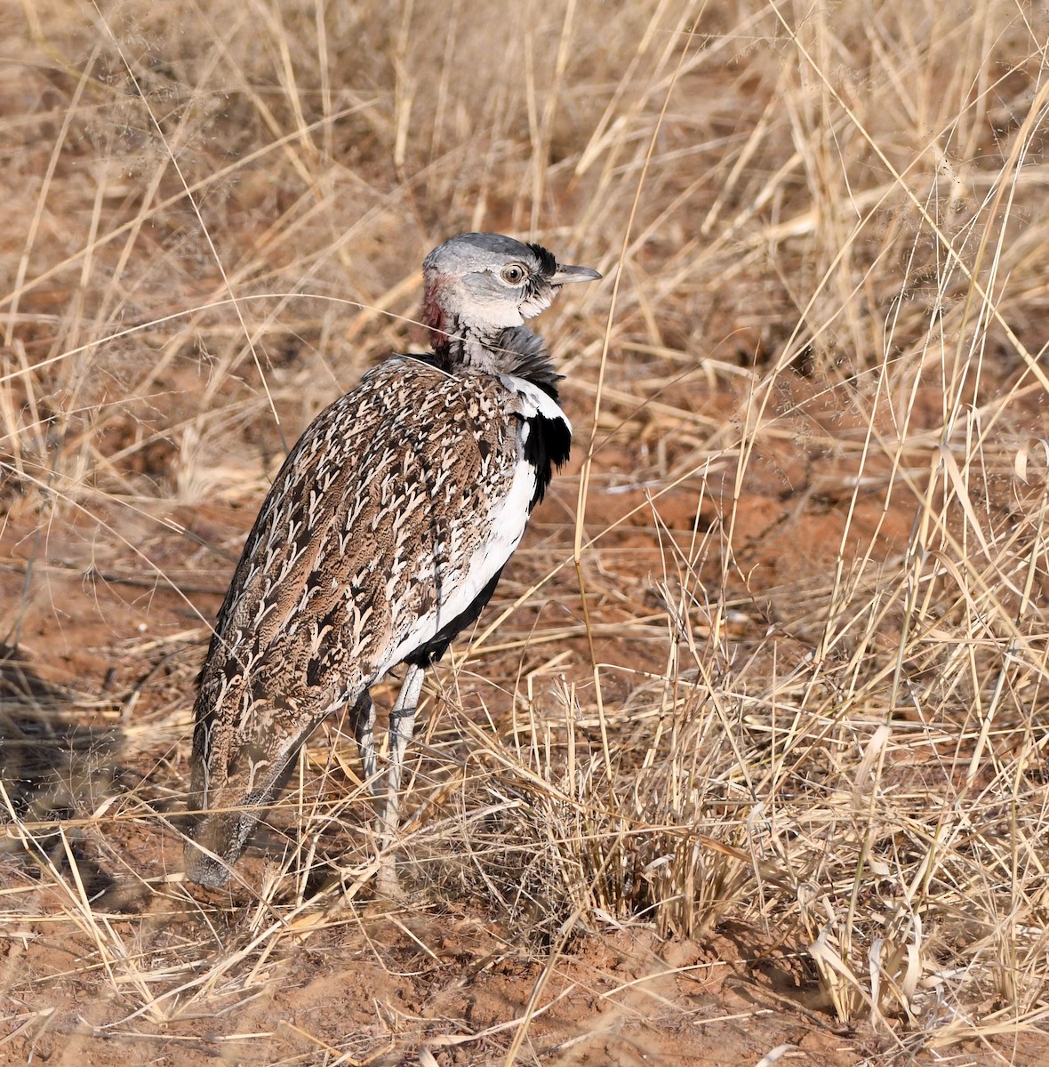 Red-crested Bustard - ML611753871