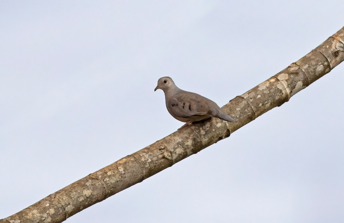 Plain-breasted Ground Dove - Fábio Giordano