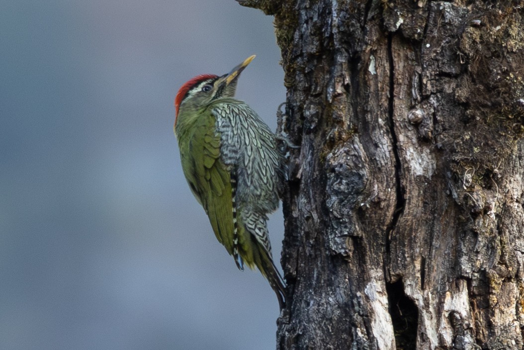 Scaly-bellied Woodpecker - Samanvitha Rao