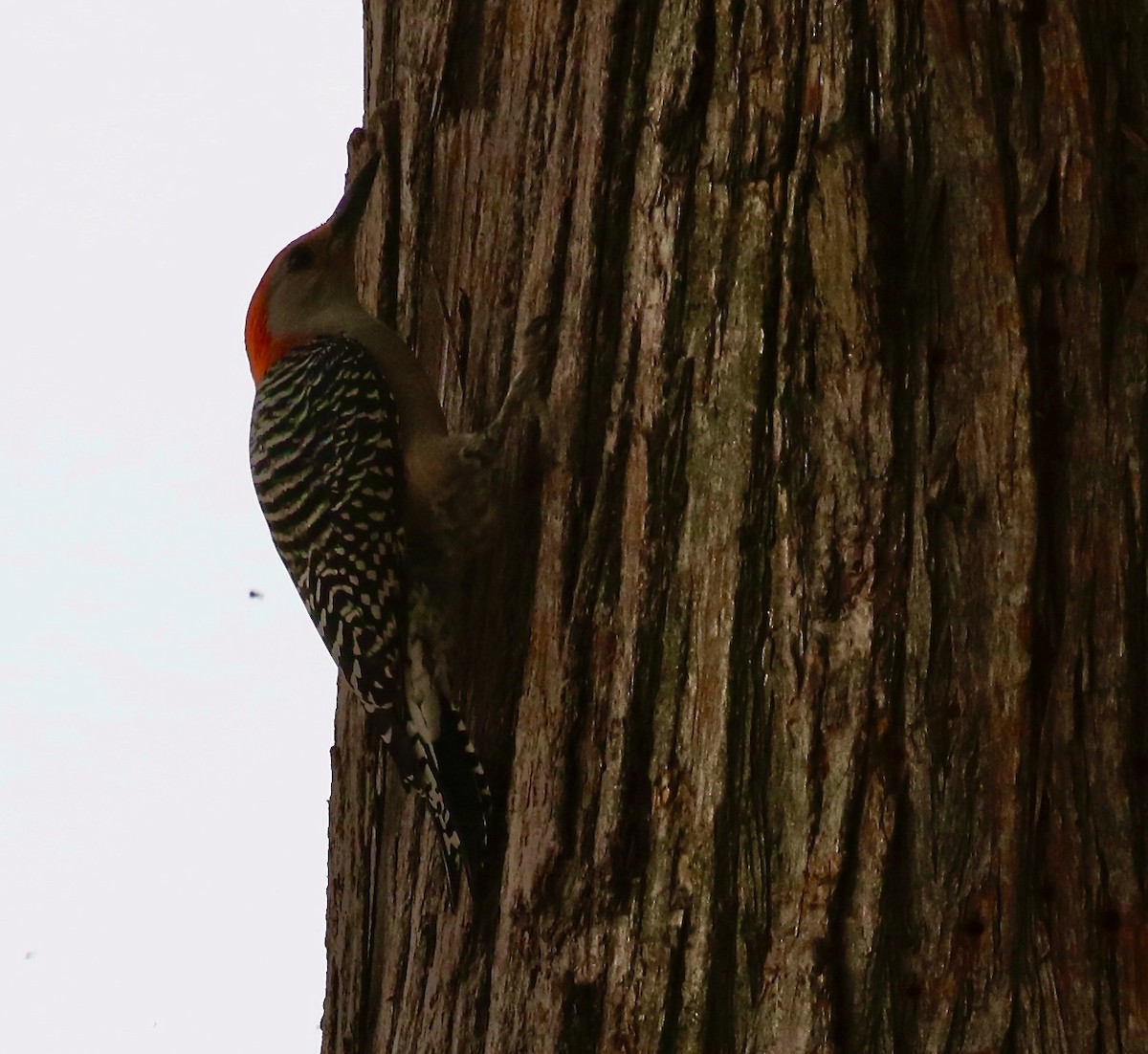 Red-bellied Woodpecker - ML611754700