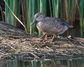 Blue-winged Teal, ML611754745