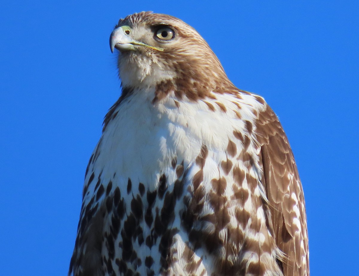 Red-tailed Hawk - ML611754869